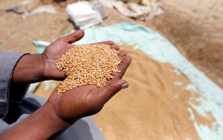 المساحة المزروعة بالقمح خلال الموسم الحالي بلغت 3.7 مليون فدان، وهي الأكبر في تاريخ زراعة المحصول بمصر